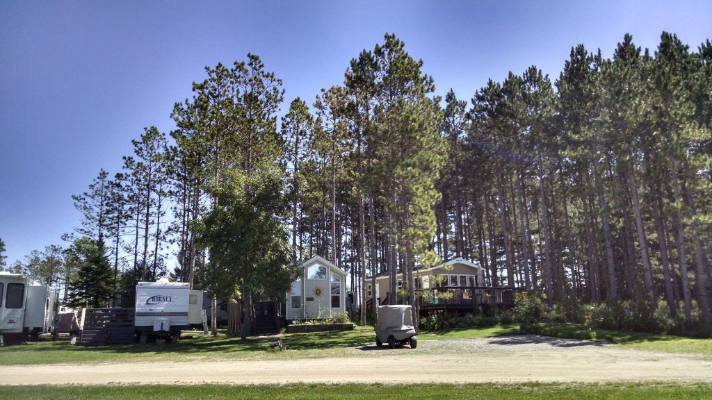 mn rv sites with pine tress